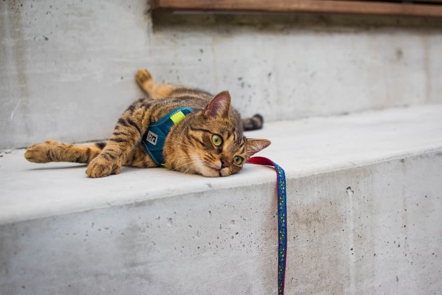leash training a cat
