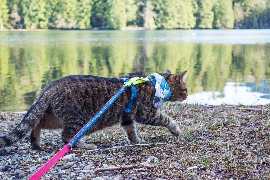 teddy-the-cat-walking-along-the-river (1)