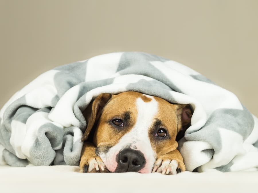 dog-staying-warm-under-blanket
