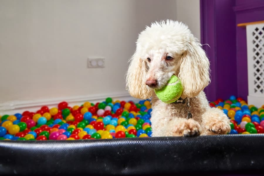 poodle-playing-in-ball-pit