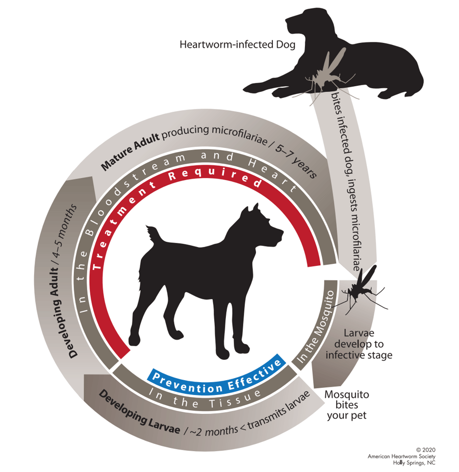 Heartworm lifecycle