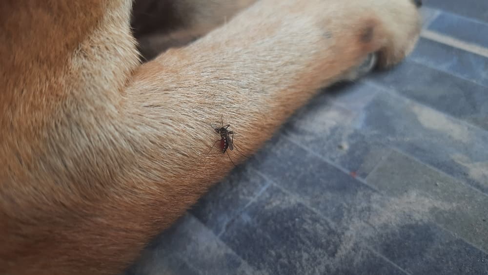 mosquito bites on dogs legs