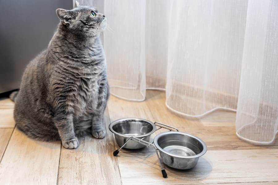 how to help my fat cat lose weight