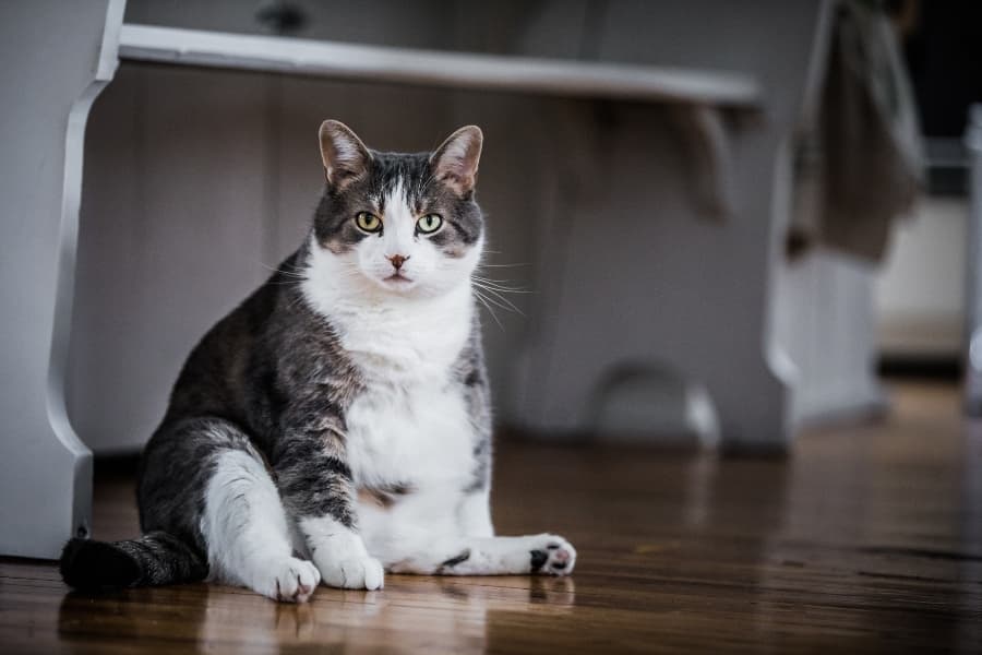 fat-cat-sitting-like-people