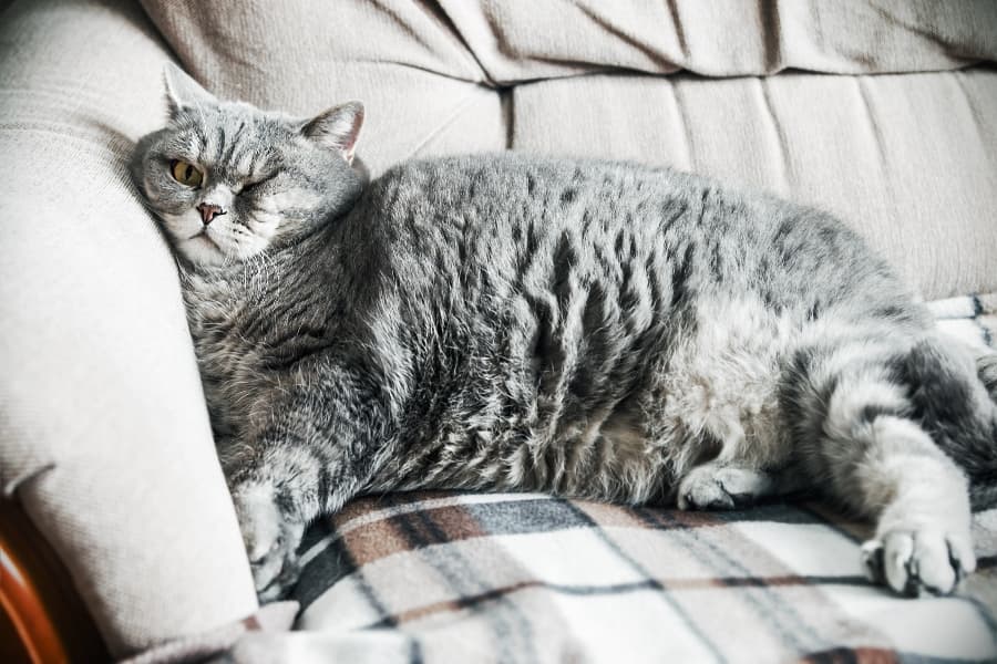 fat-lazy-cat-lounging-on-couch