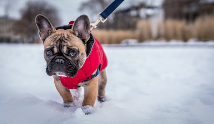 ice melt safe for dogs