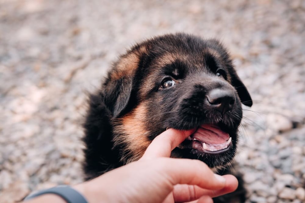 teething-puppy-biting-finger
