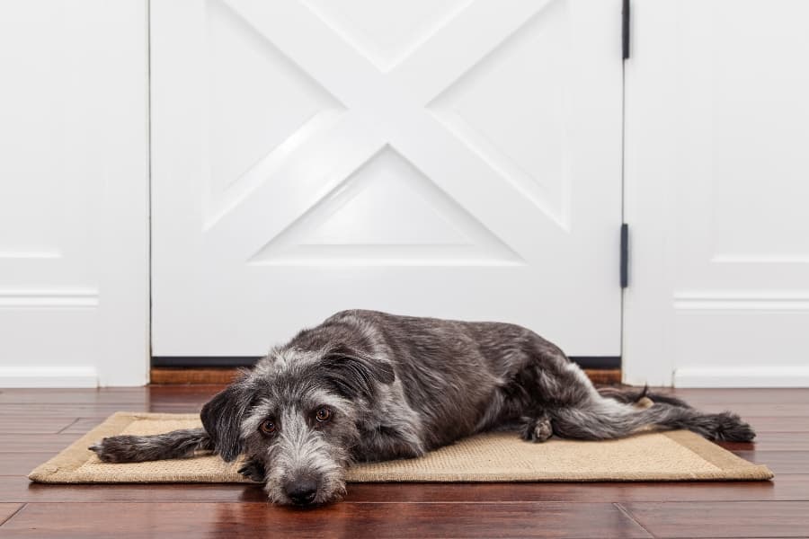 managing separation anxiety dogs