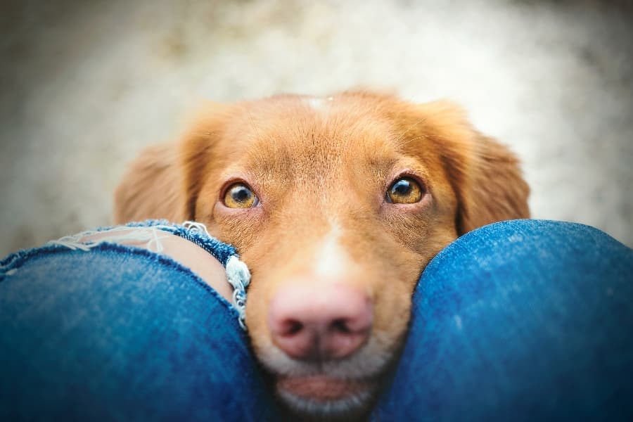managing separation anxiety dogs
