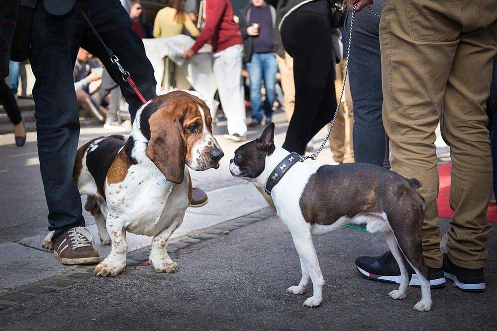 Two-dogs-meeting-at-crowded-event