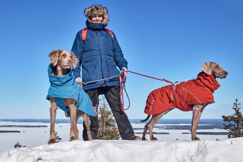 best-dog-winter-coats-feature