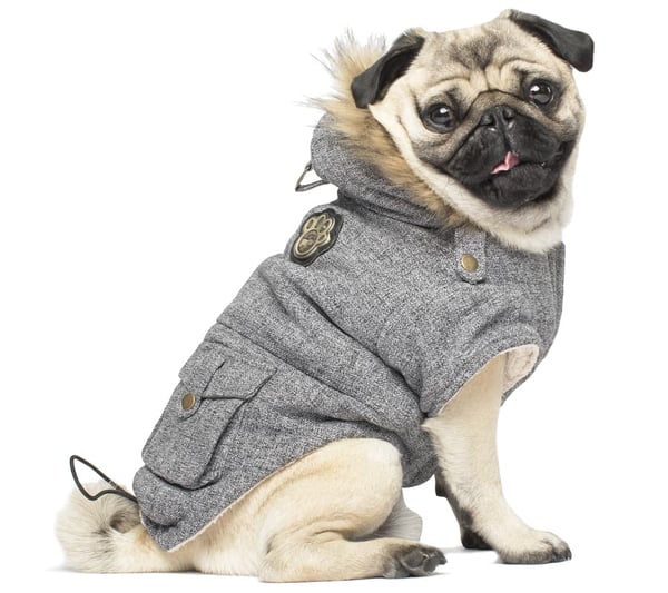 Winter Dog Coats To Help Your, Do Dogs Need Coats In Winter Canada