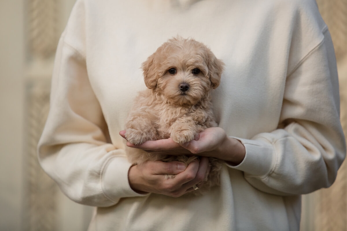 different kinds of poodle breeds