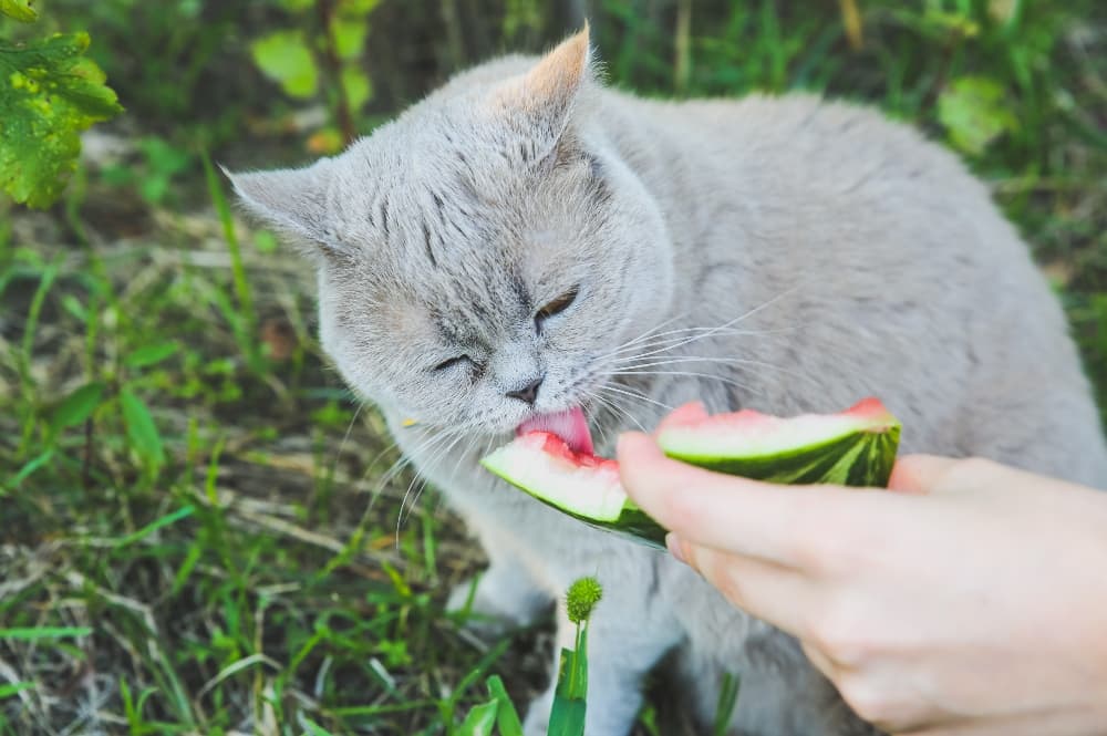 cat-eating-watermelon-off-rind