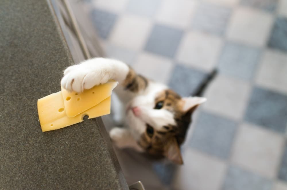 cat-stealing-cheese-off-counter