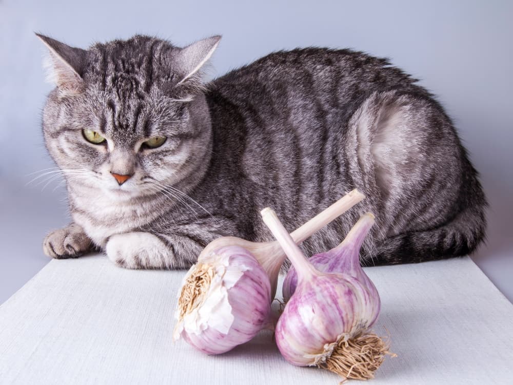 cat-with-garlic-heads