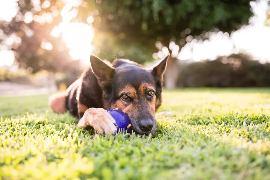 Planet-dog-guru-ball-german-shepherd