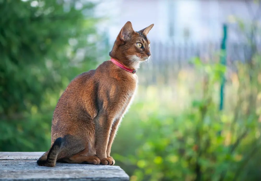 Abyssinian-cat-breed