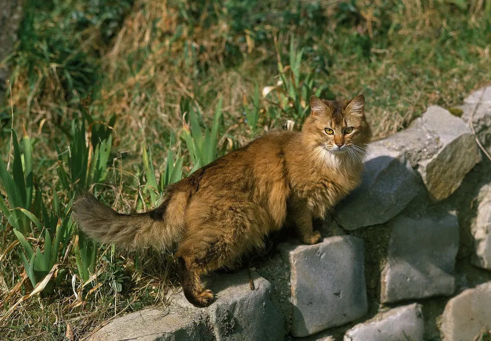 Somali-cat-breed