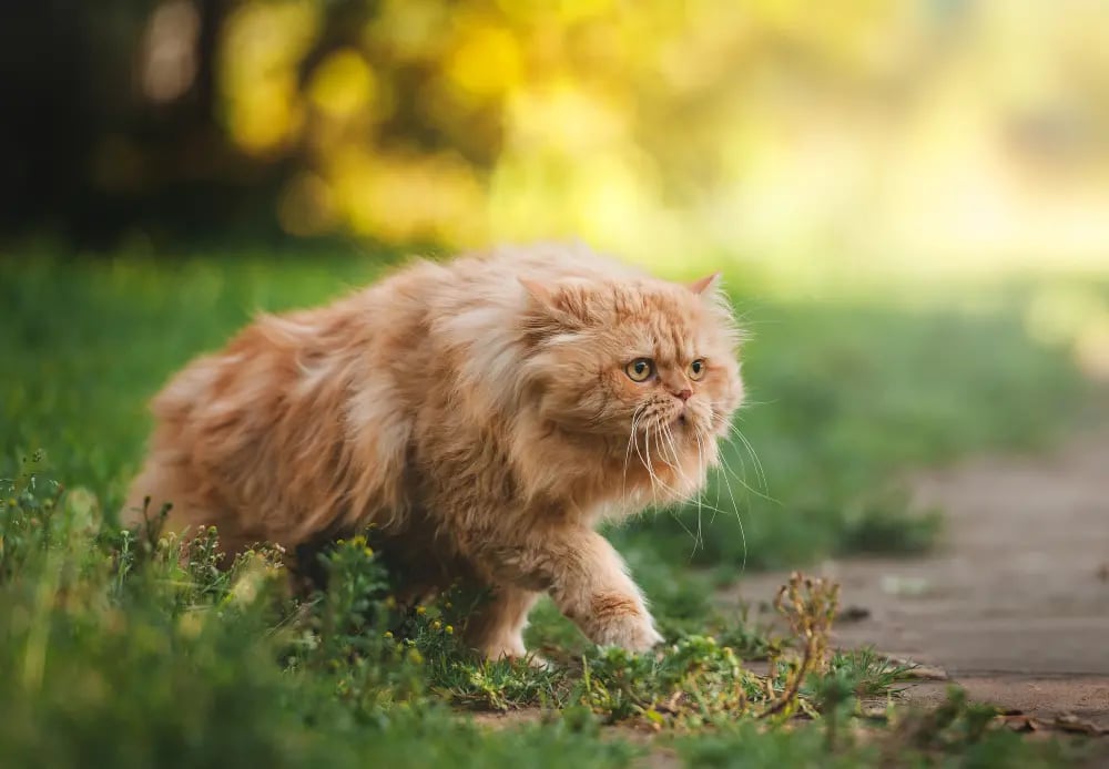 persian-cat-breed