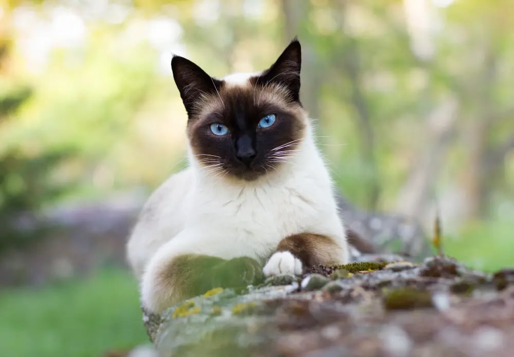 siamese-cat-breed