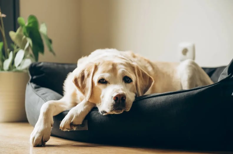 Dog-relaxing-on-dog-bed