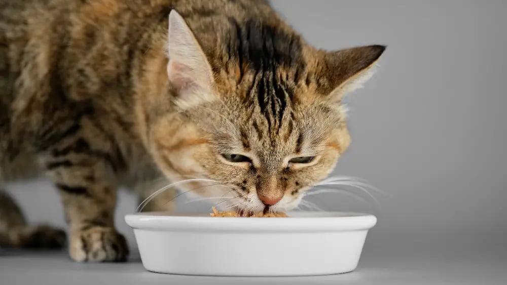 cat-eating-wet-food-from-white-bowl