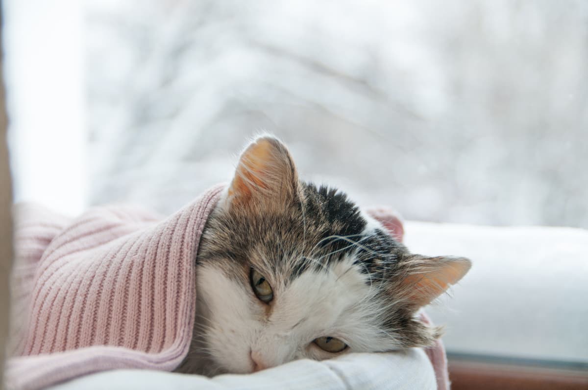 sick-cat-relaxing-under-a-blanket