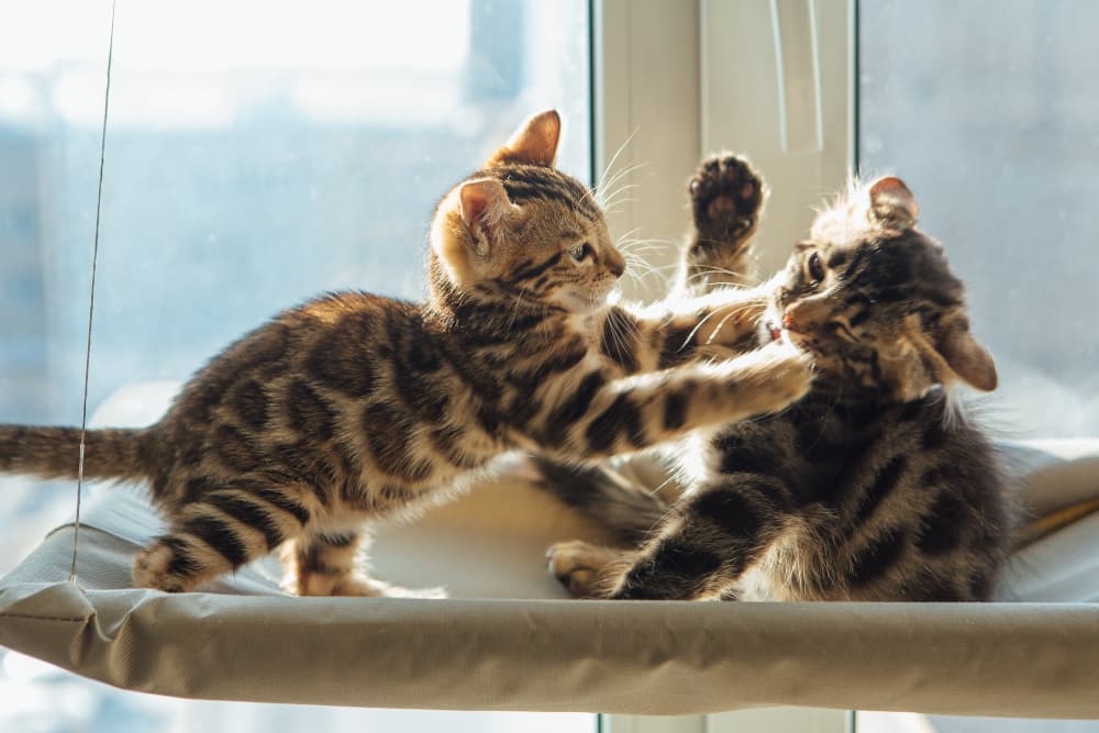 kittens-fighting
