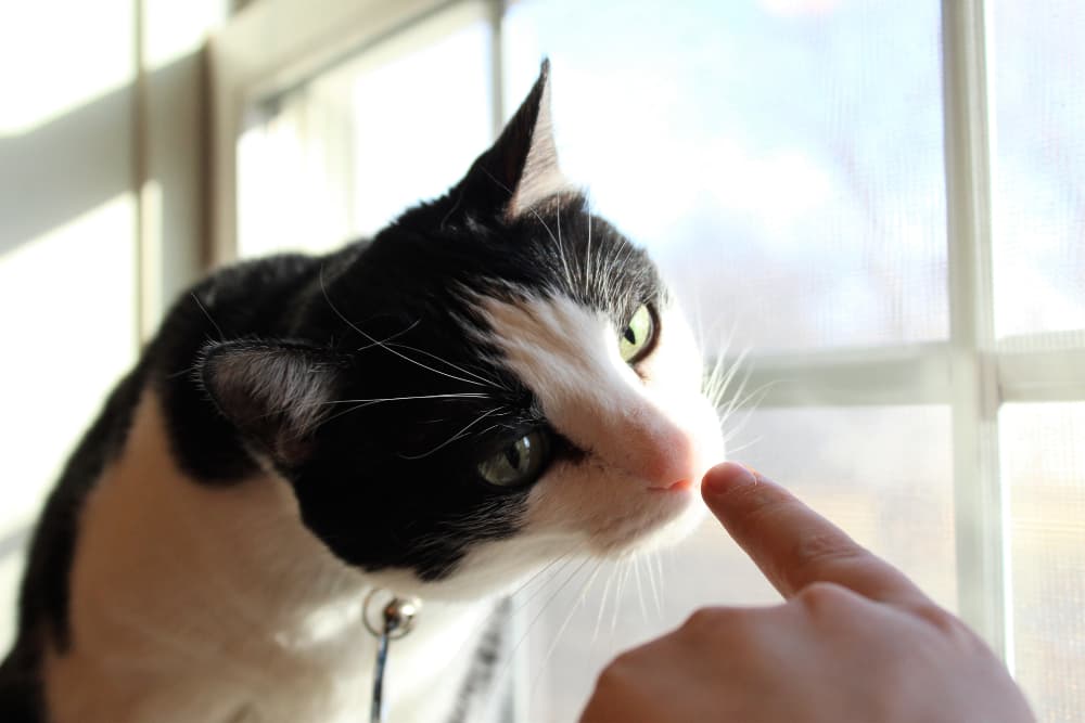 cat-touch-command