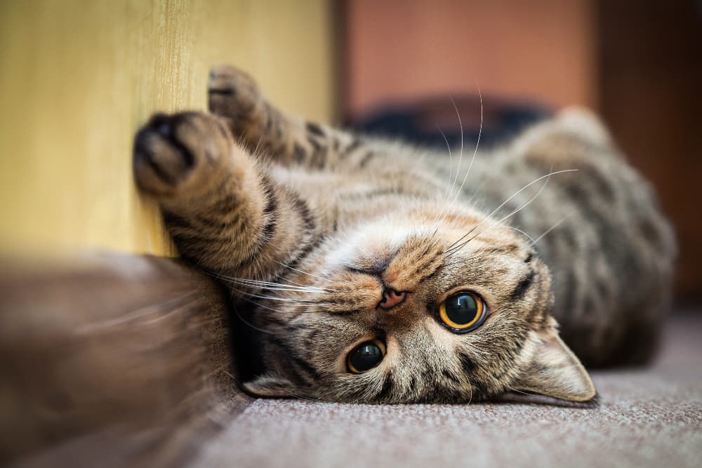cute-tabby-cat-playfully-rolling-on-floor
