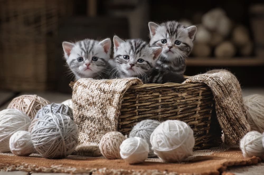 three-cute-kittens-in-a-basket-of-yarn