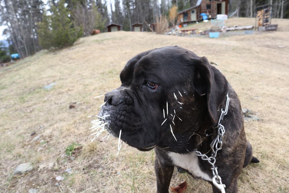 sad-dog-with-porcupine-quills-in-face