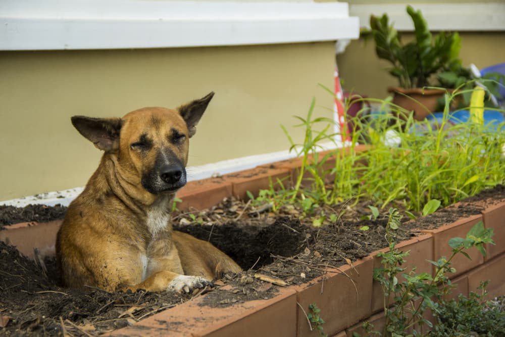 how do you keep dogs from digging holes in yard