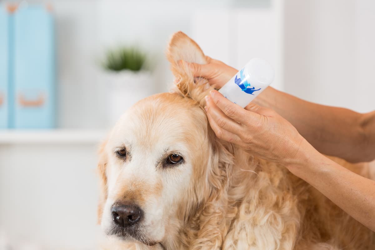 dog-ear-cleaner