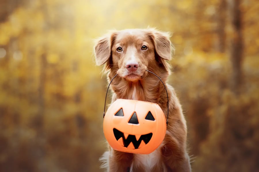 dog-trick-or-treating