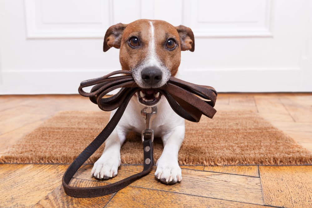 jack-russel-terrier-holding-leather-leash