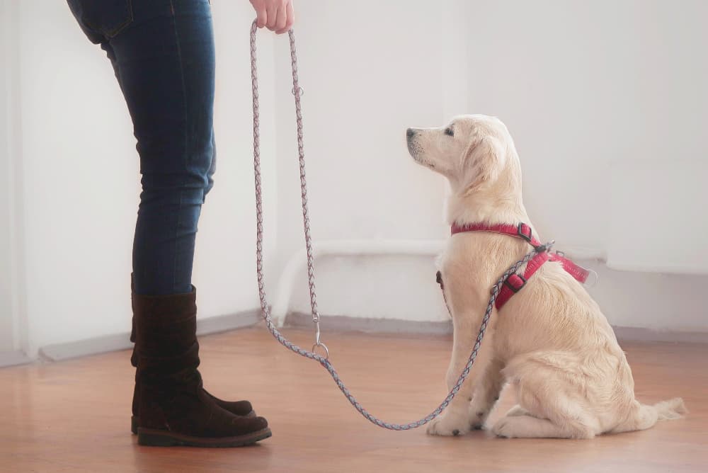 puppy-on-adjustable-leash