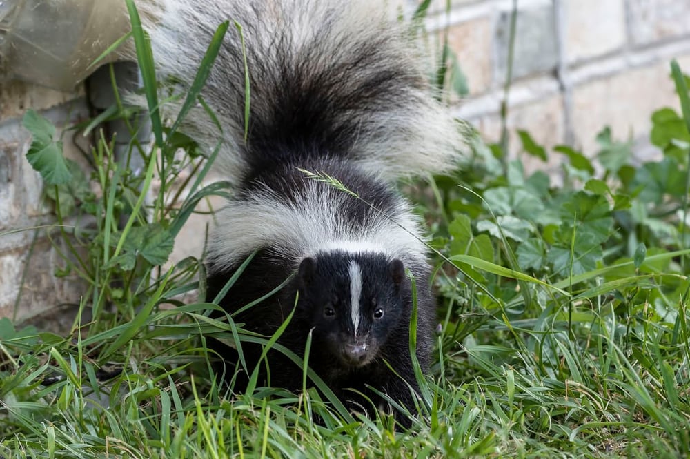 defensive-skunk