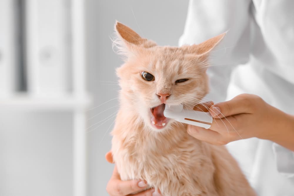 brushing-cat-teeth-with-fingerbrush