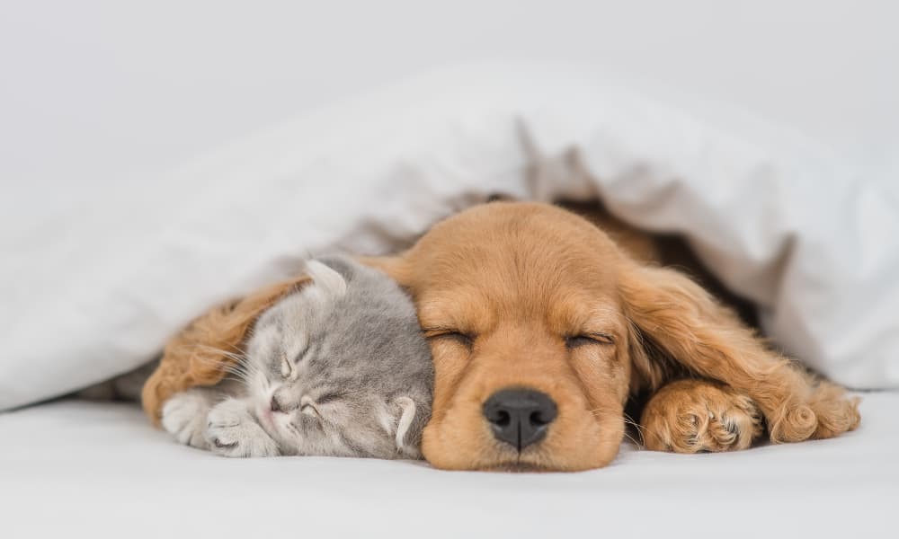 puppy-and-kitten-snuggling