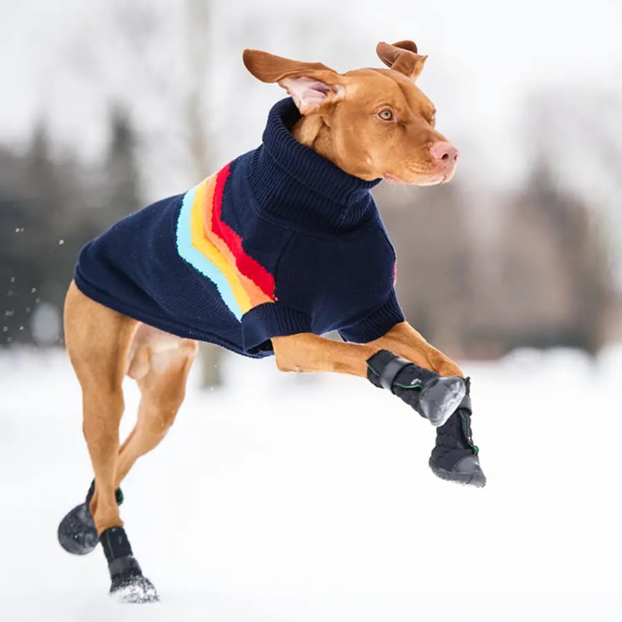 Dog-wearing-gf-elastofit-boots