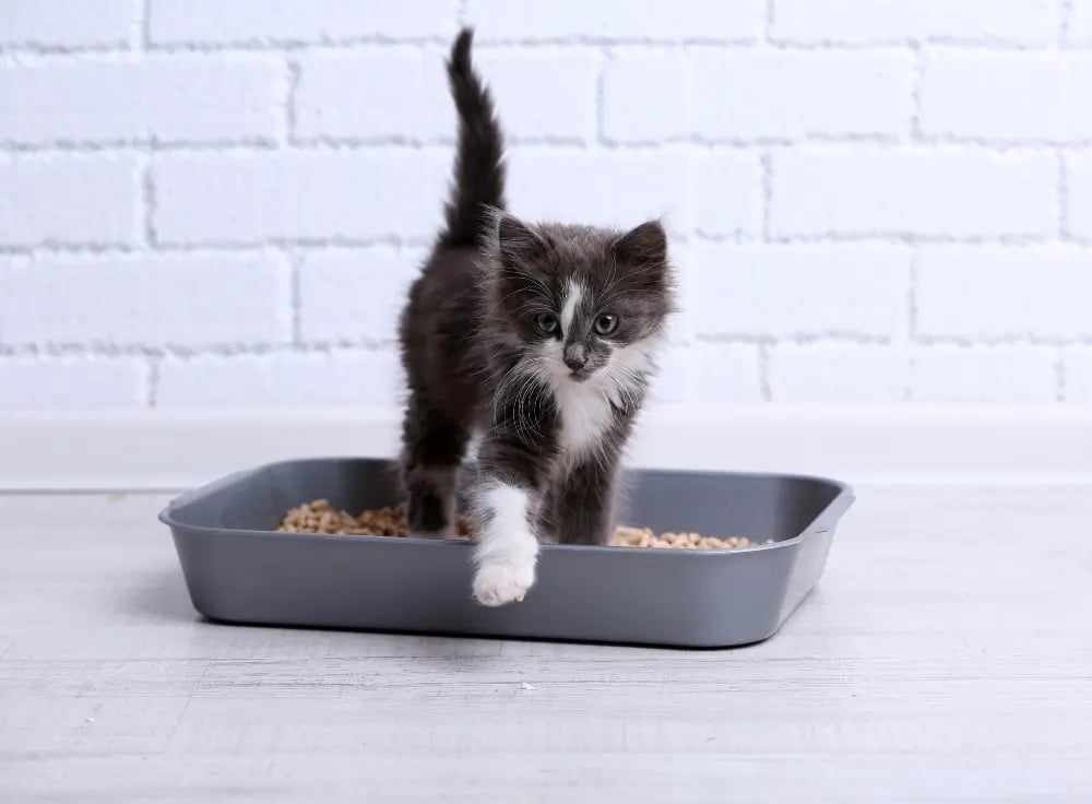 kitten-using-litter-box