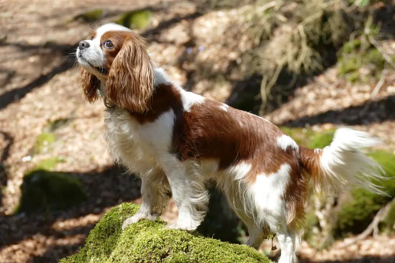 Cavalier-King-Charles-Spaniel