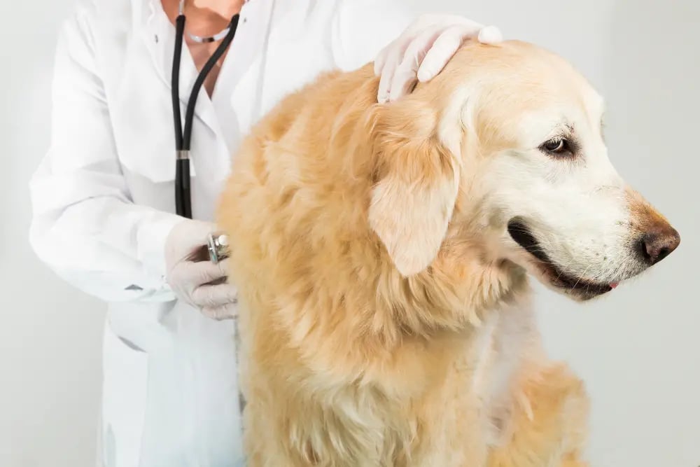 dog-getting-a-vet-check-up