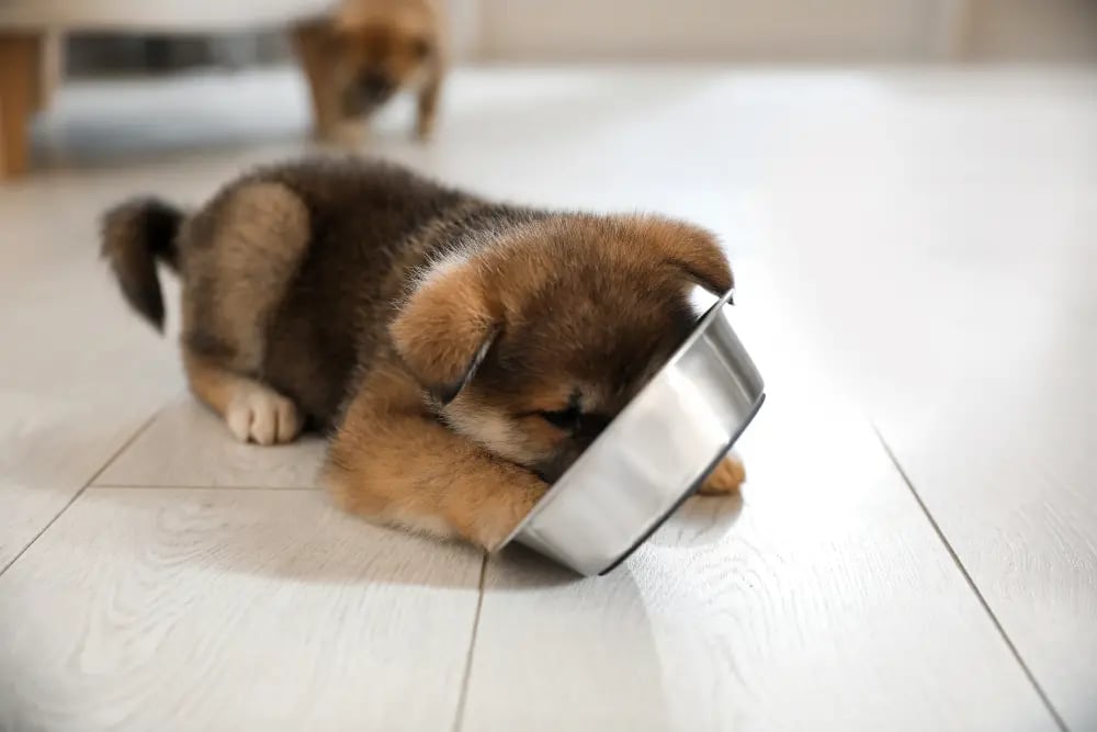 puppy-tipping-over-dog-food-bowl