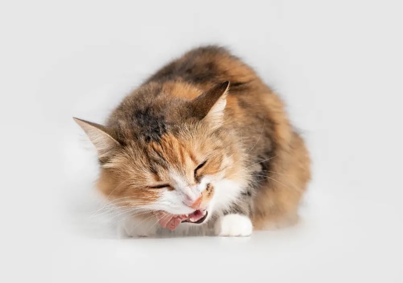 cat-chewing-raw-chicken-neck
