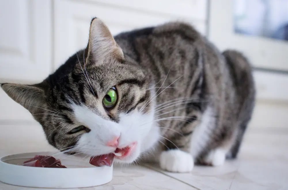 cat-eating-raw-food