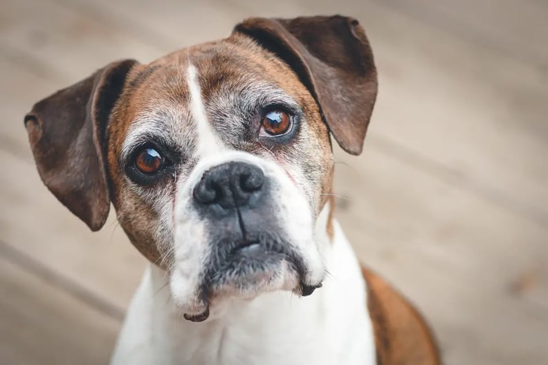 old-boxer-dog