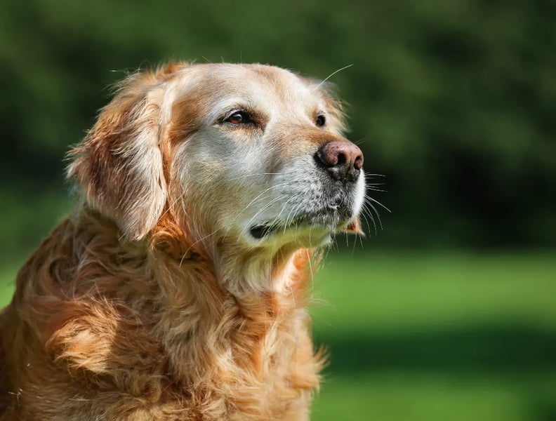 senior-dog-outside